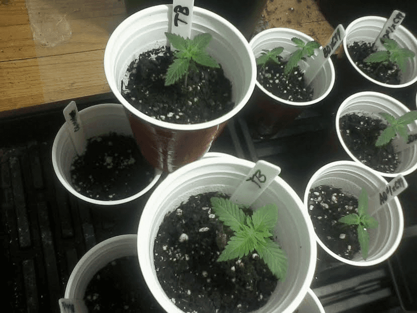 Tangie Bomb 13days