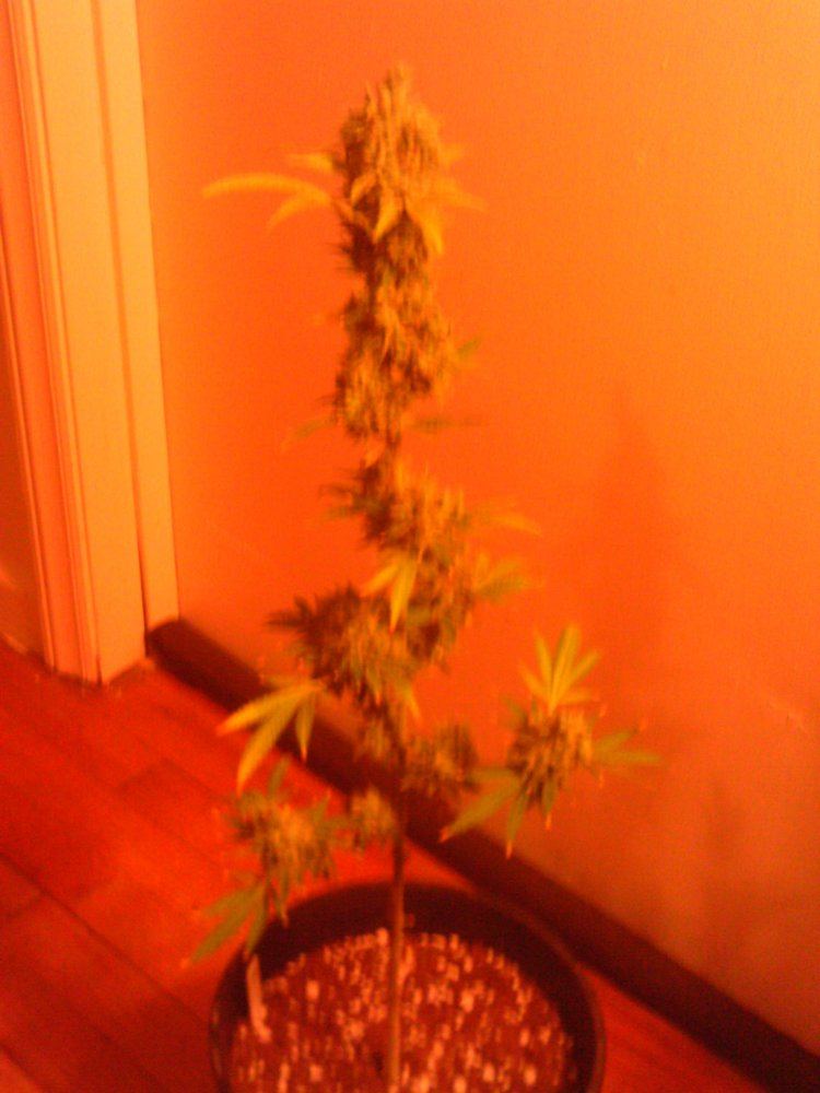 Tangie