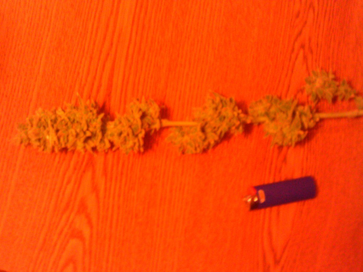 Tangie