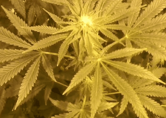 Tangie x Cinderella99