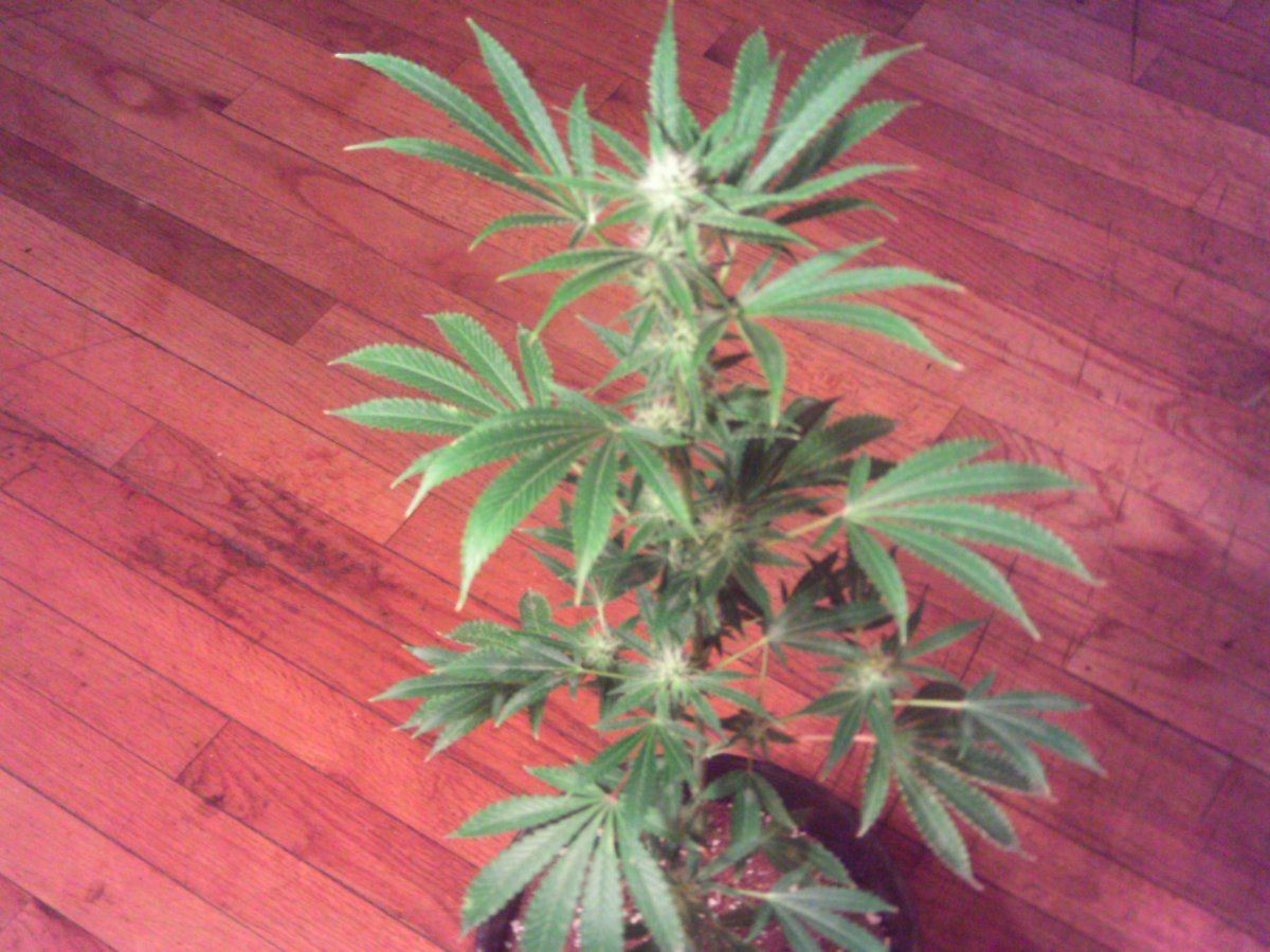 Tangie3weeks