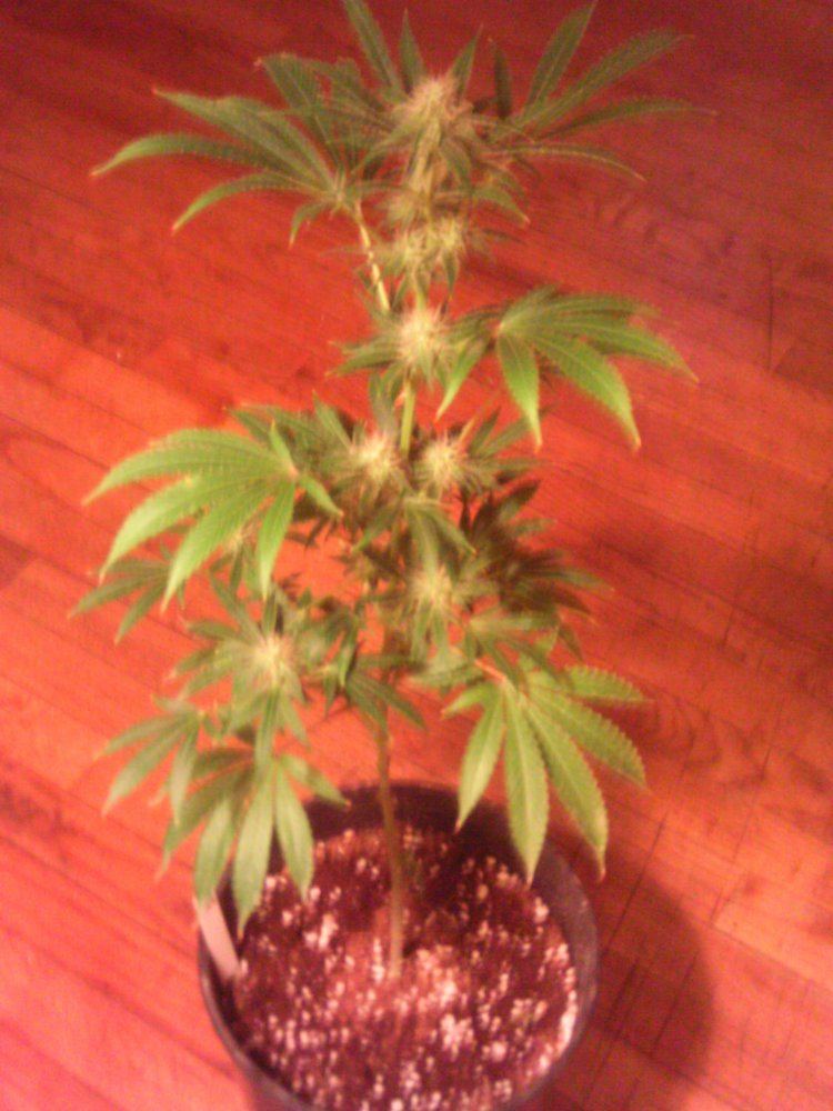 Tangie4weeks