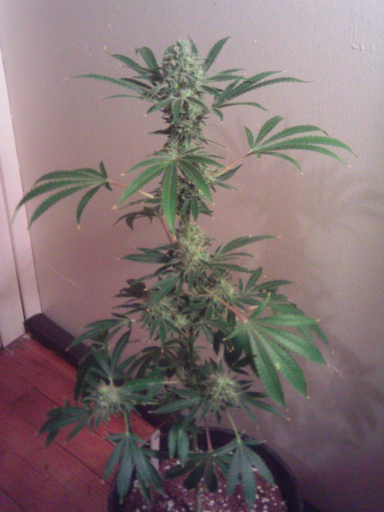 Tangie6weeks