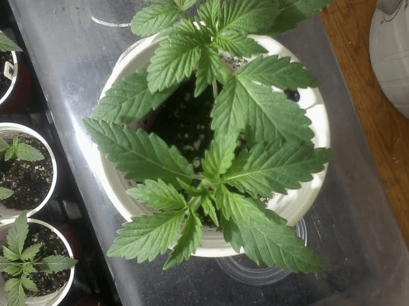 TangiexChemband2weeks