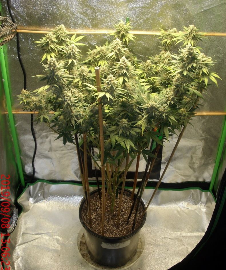 Tangilope 47 days A