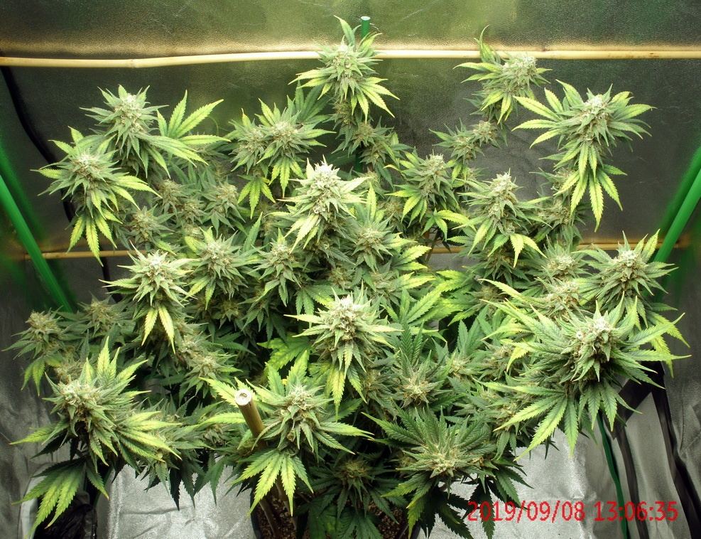 Tangilope 47 days B