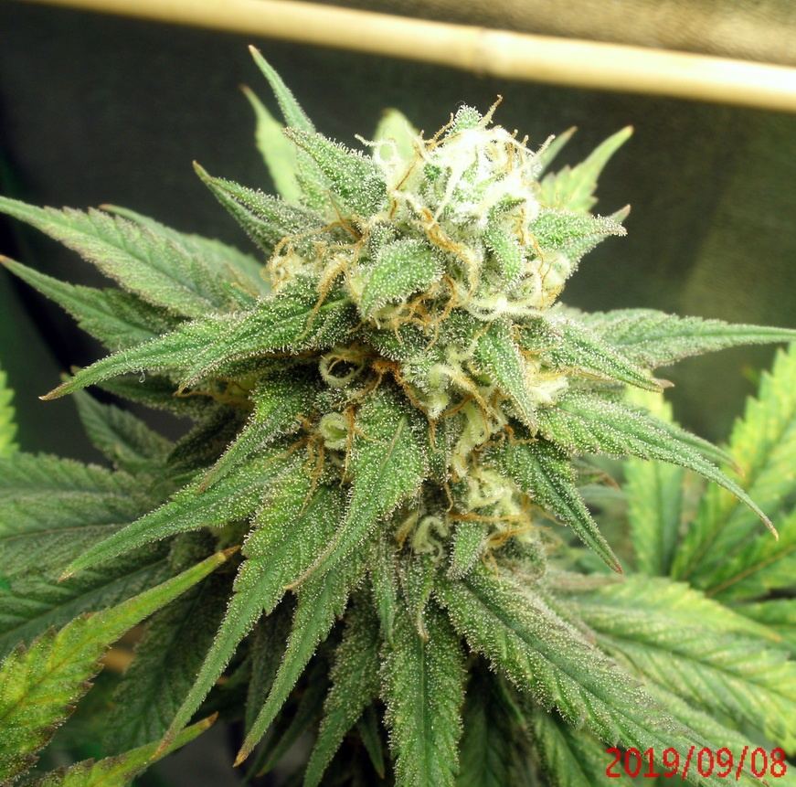Tangilope 47 days C