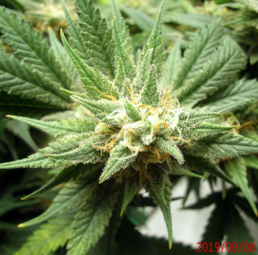 Tangilope 47 days D