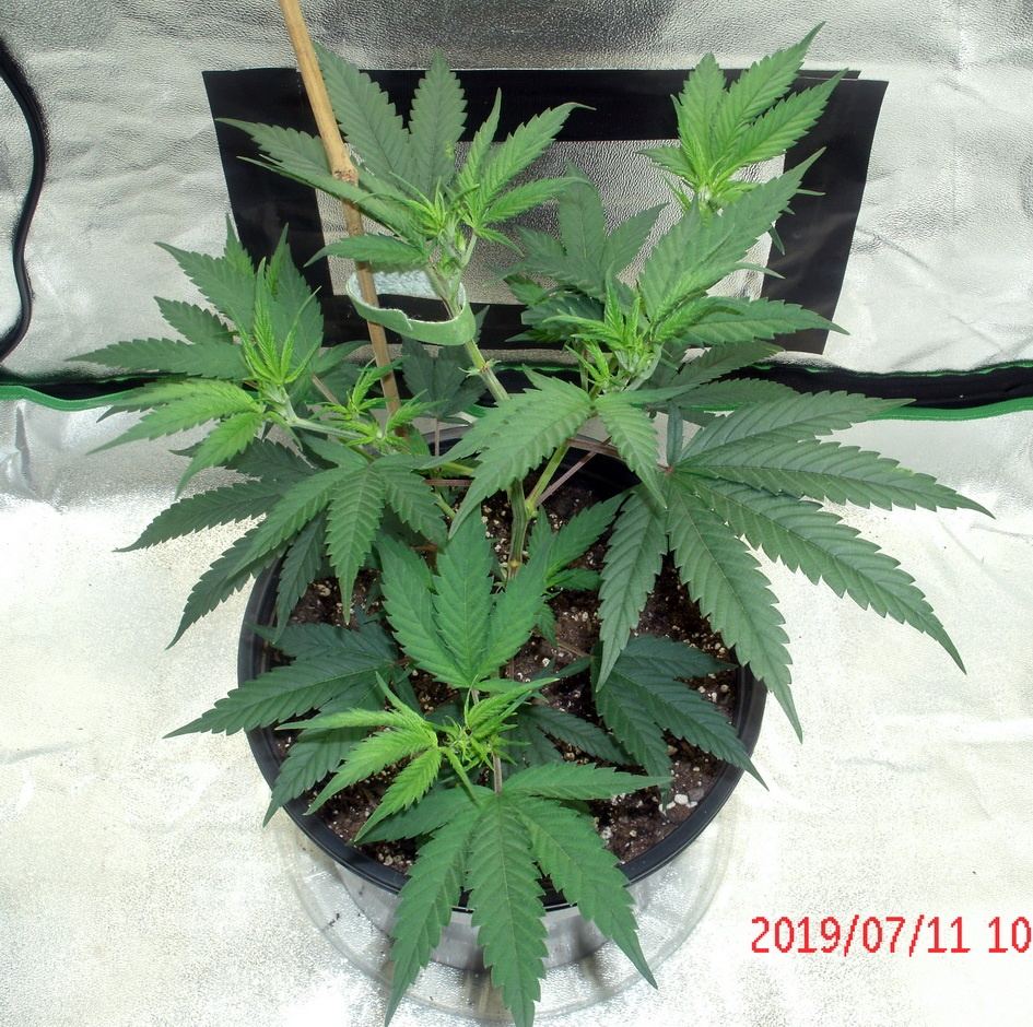 Tangilope 7 11 A