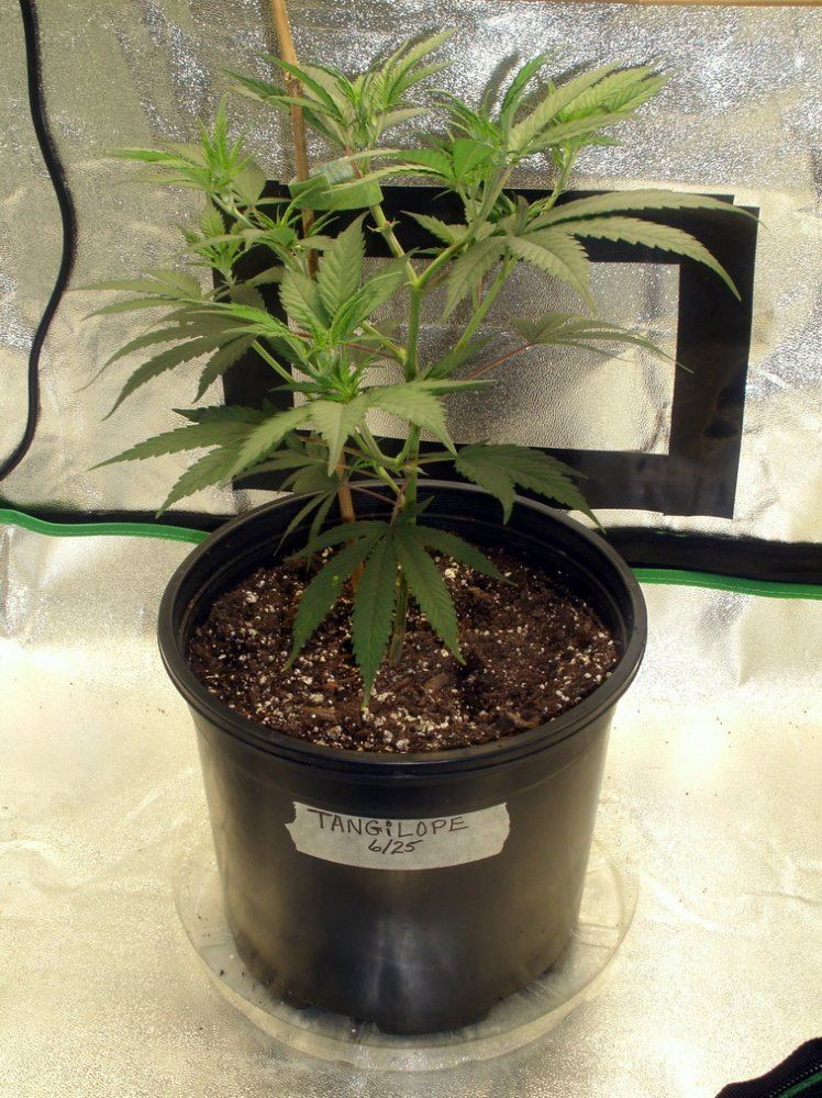 Tangilope 7 11 B