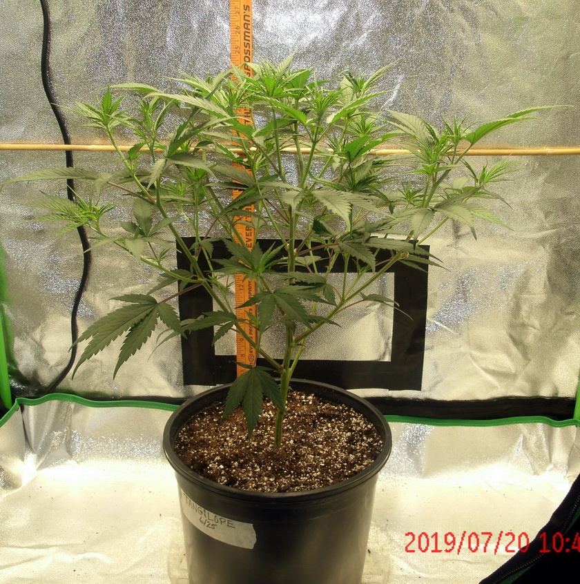 Tangilope 7 20 A