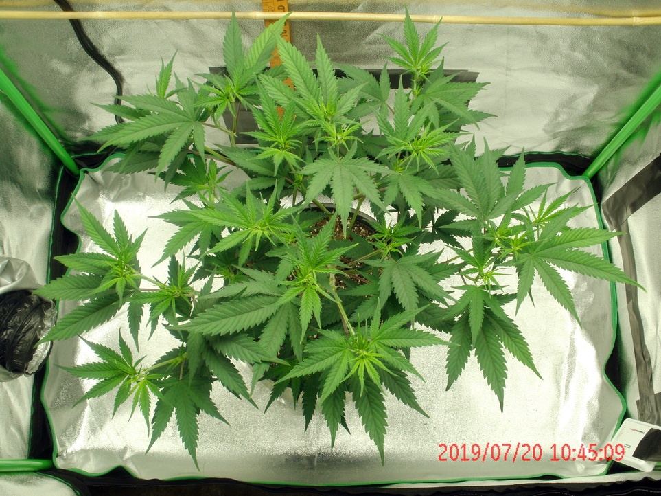 Tangilope 7 20 C