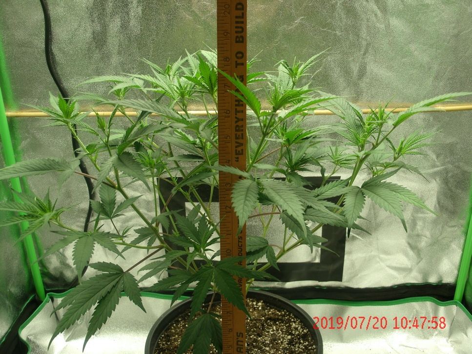 Tangilope 7 20 D