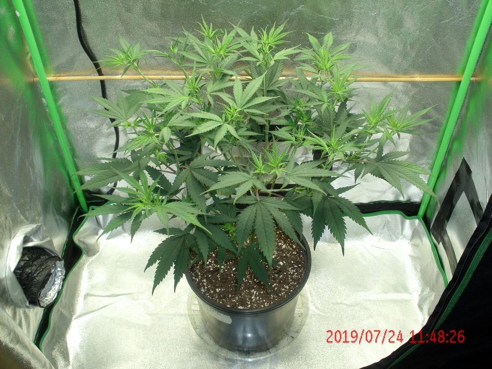 Tangilope 7 24 A