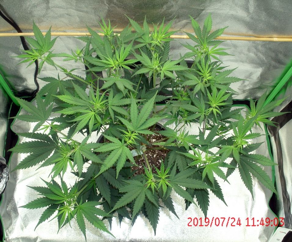 Tangilope 7 24 B
