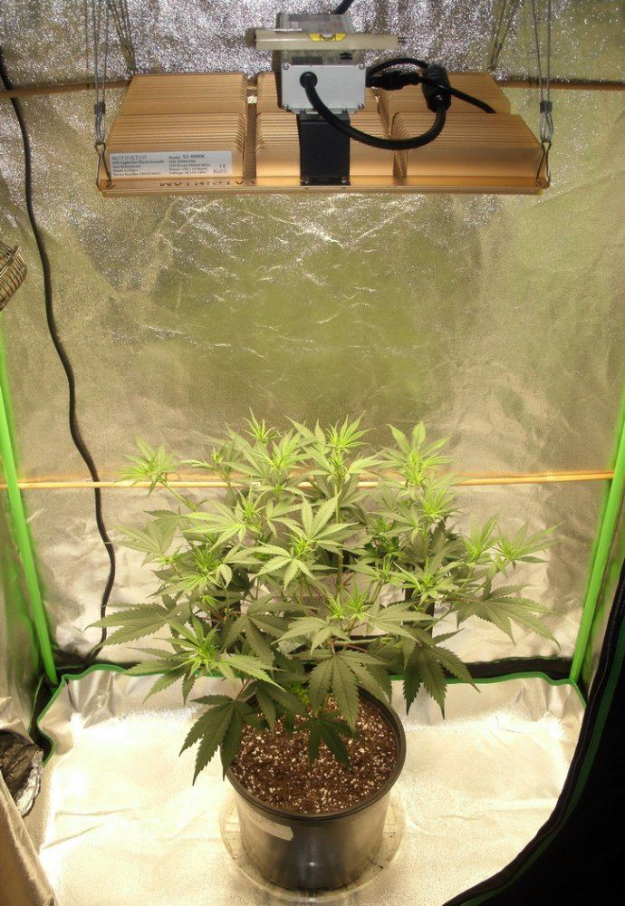 Tangilope 7 24 C