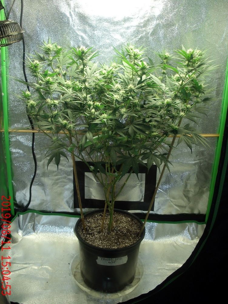 Tangilope 8 11 19 A