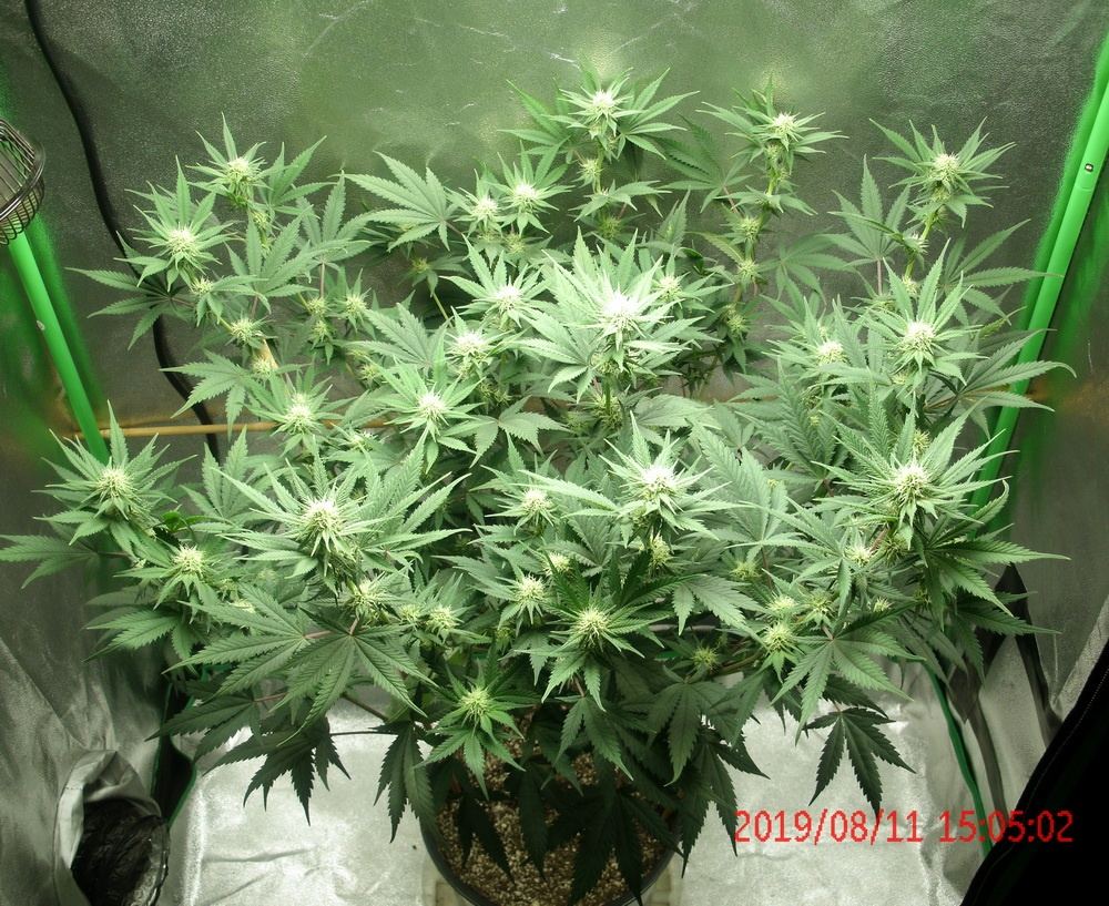 Tangilope 8 11 19 B
