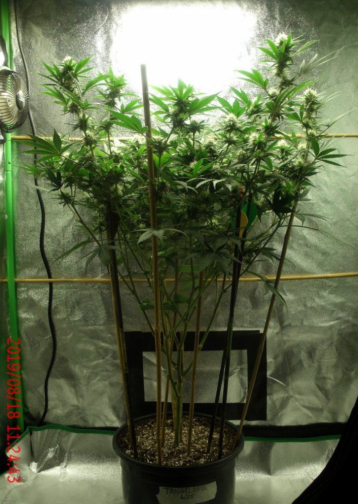 Tangilope 8 18 19 A