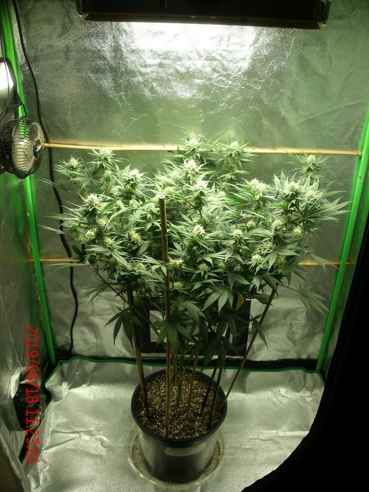 Tangilope 8 18 19 B