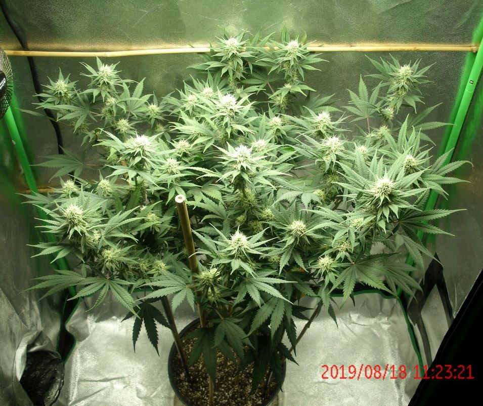 Tangilope 8 18 19 C