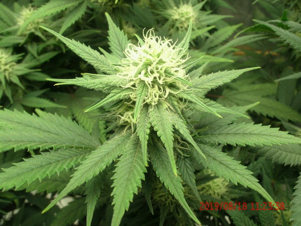 Tangilope 8 18 19 D