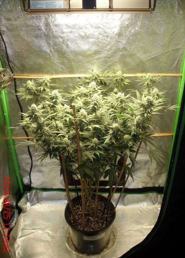 Tangilope 8 25 A