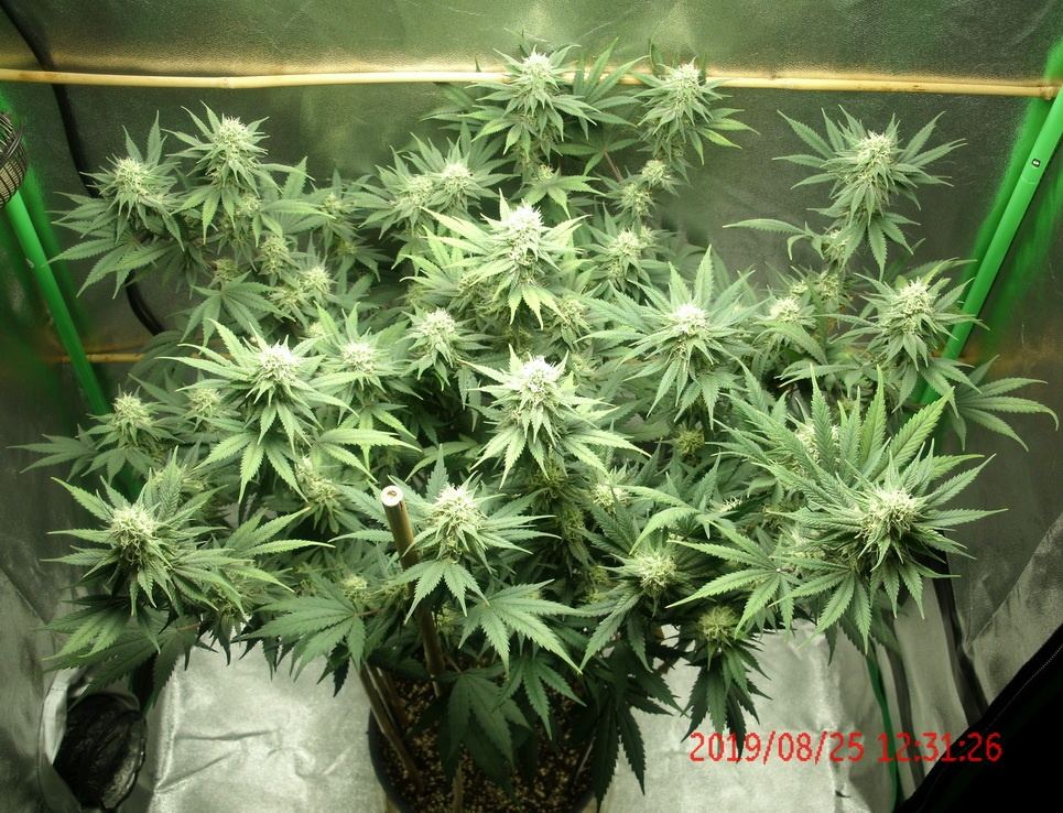 Tangilope 8 25 B