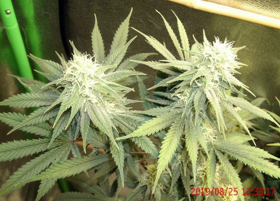 Tangilope 8 25 C