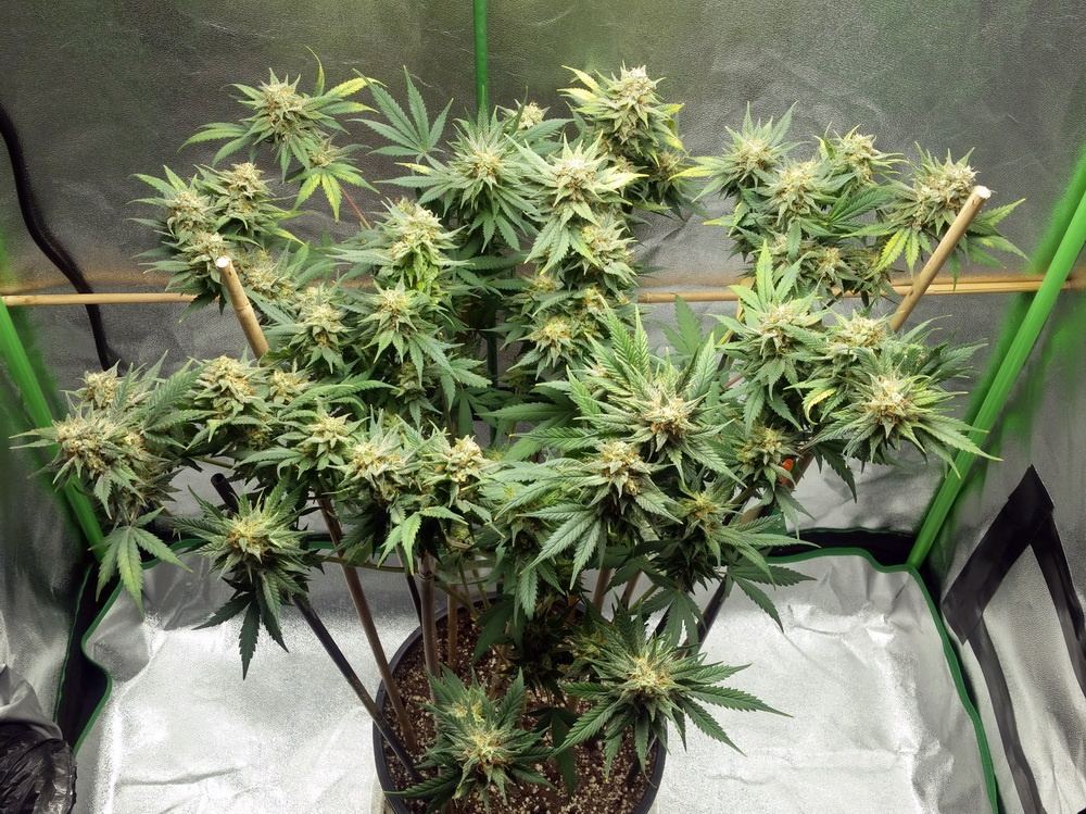 Tangilope after cut