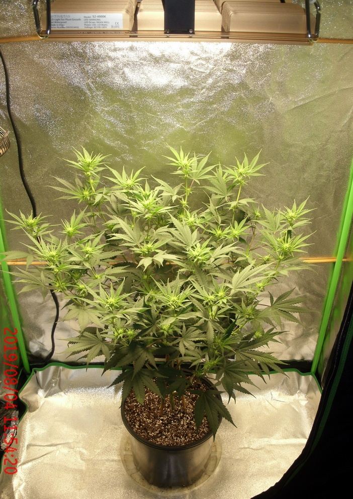 Tangilope Aug4 A