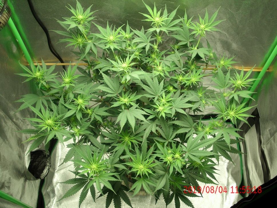 Tangilope Aug4 B