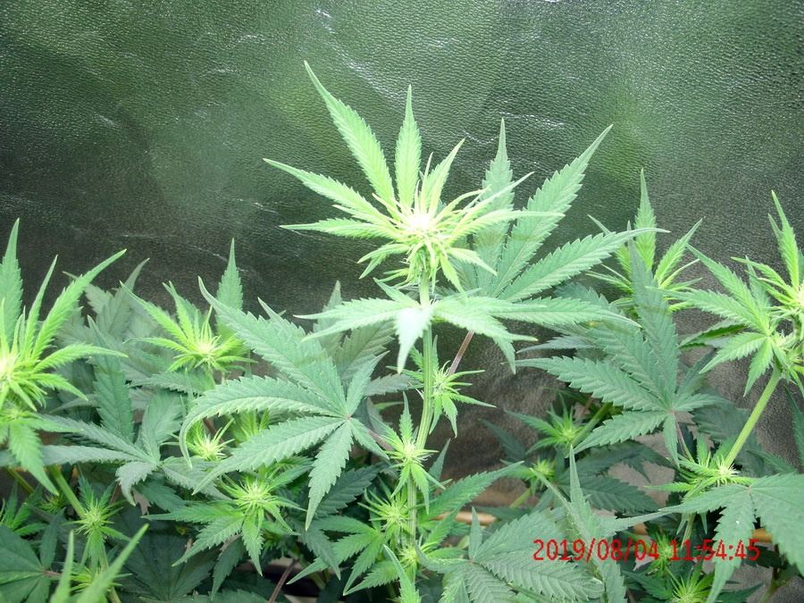 Tangilope Aug 4 C