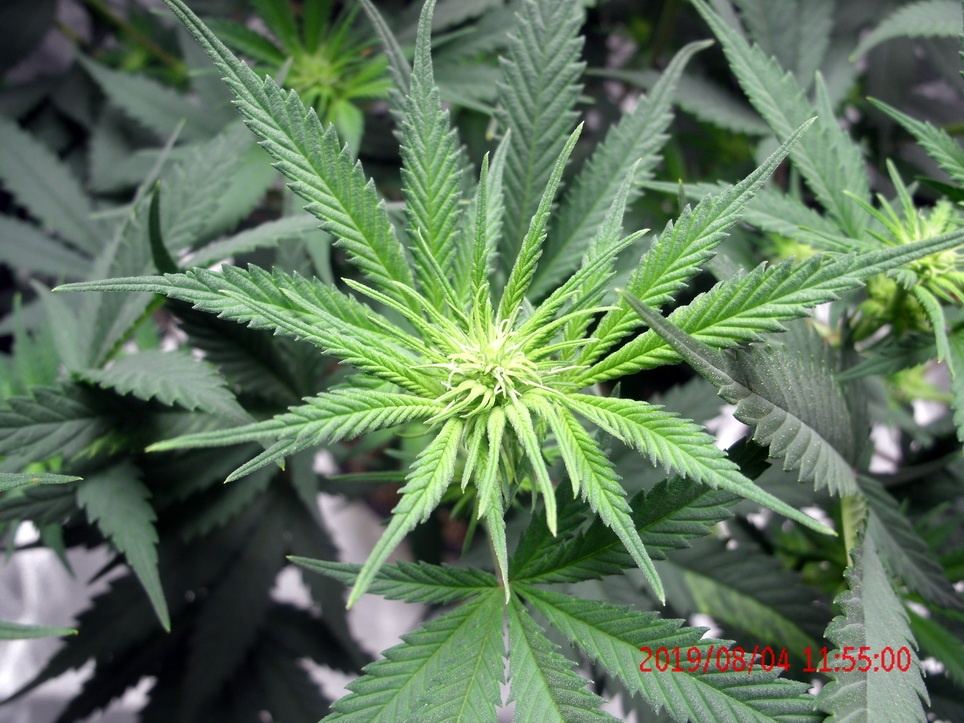 Tangilope Aug 4 D