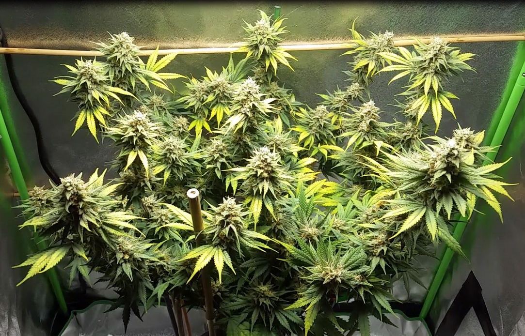 Tangilope before cut