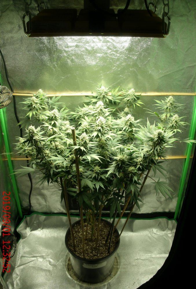 Tangilope grow 40 days A