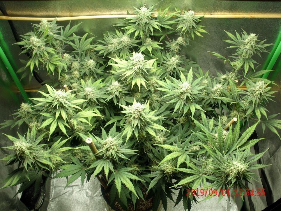 Tangilope grow 40 days B