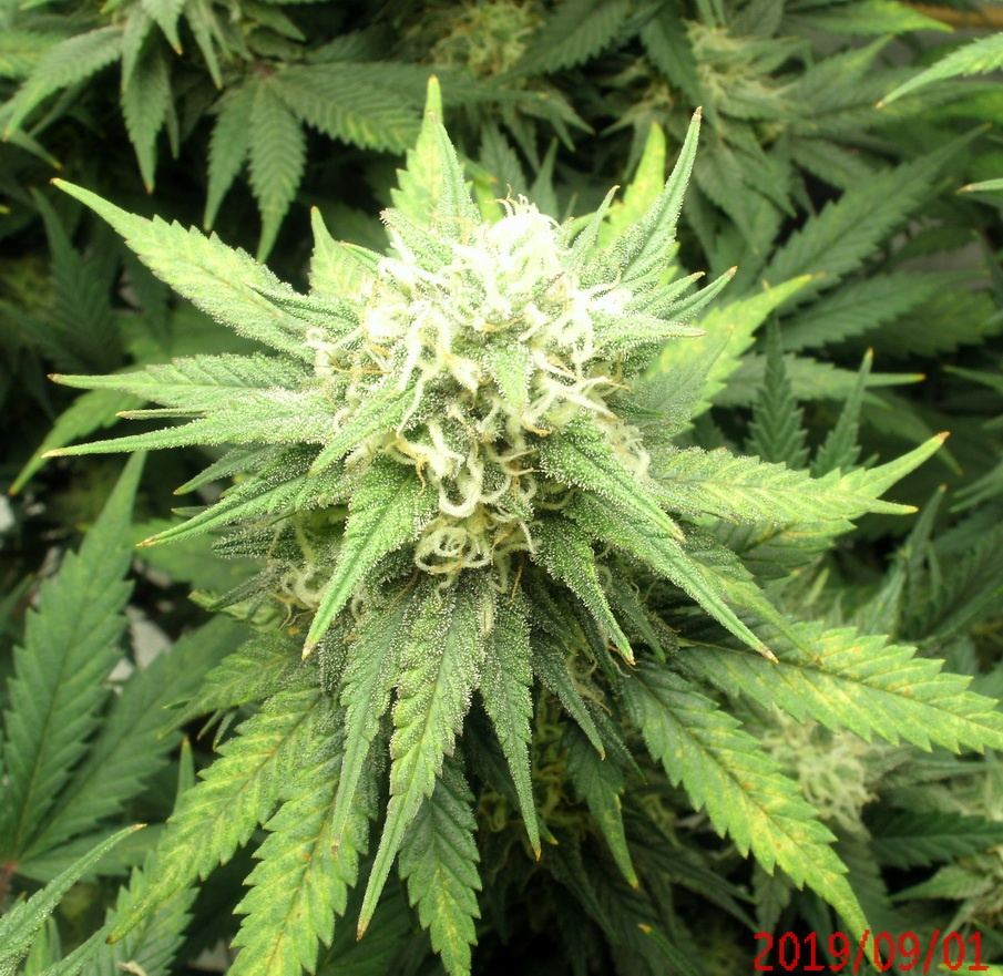 Tangilope grow 40 days C