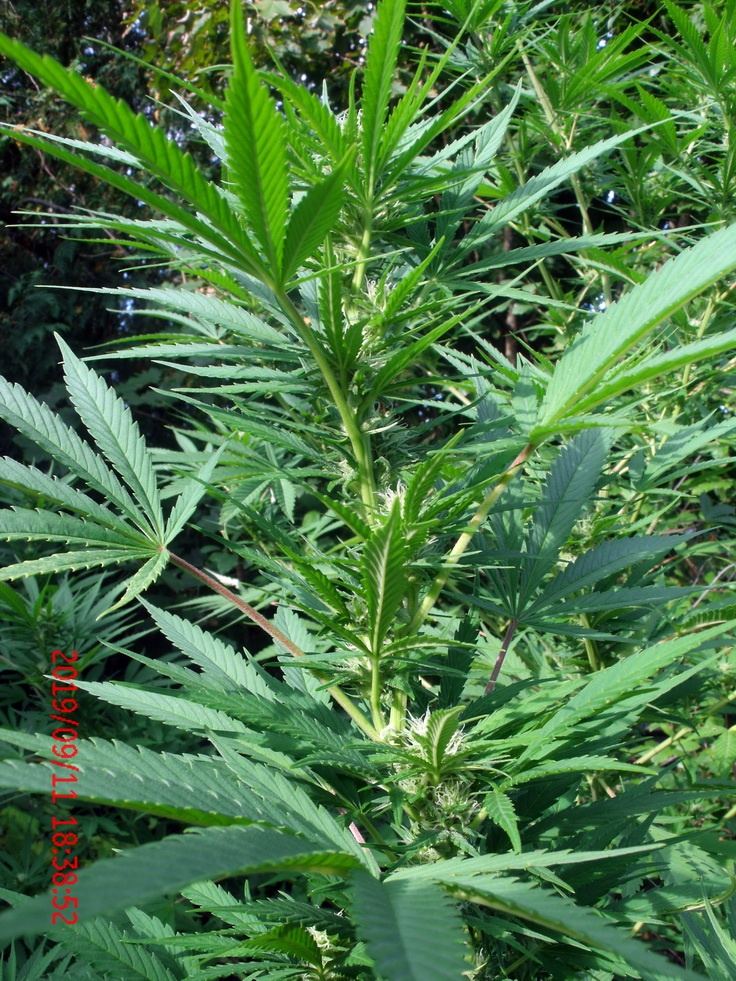 Tangilope OD 03.jpg