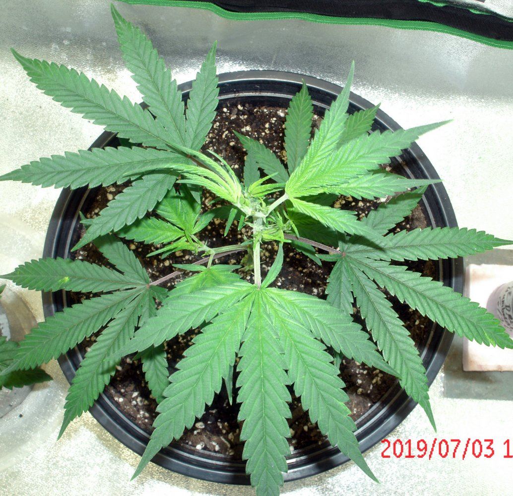 Tangilope topped 01