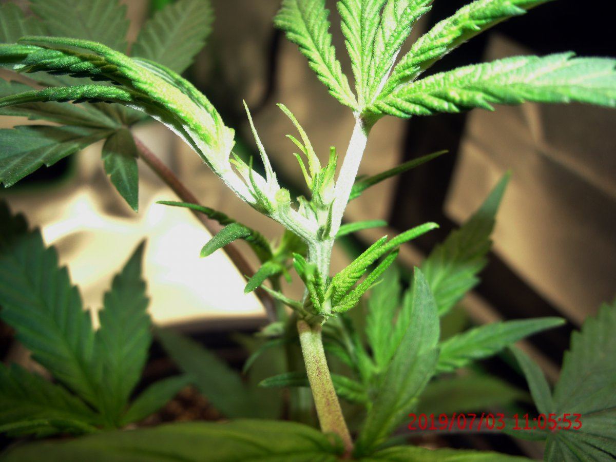 Tangilope topped 02