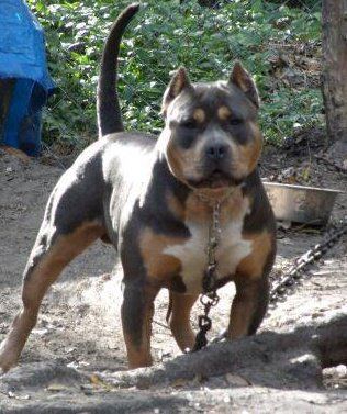 Tank