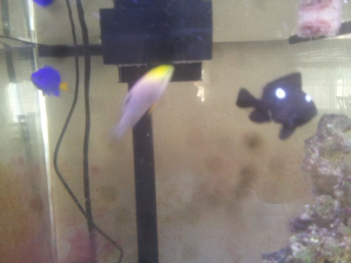 Tankmates