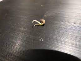 Taproot