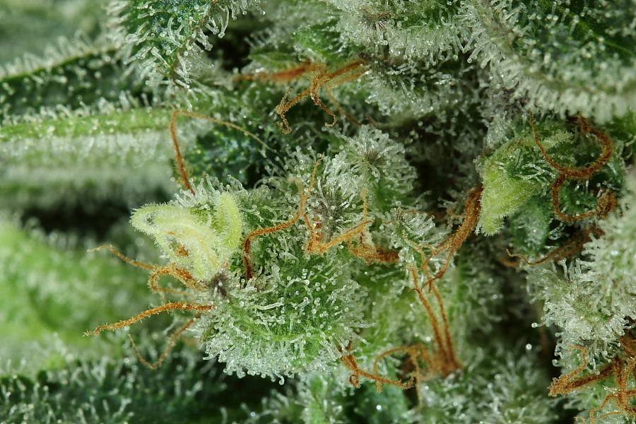 Tarantula0039