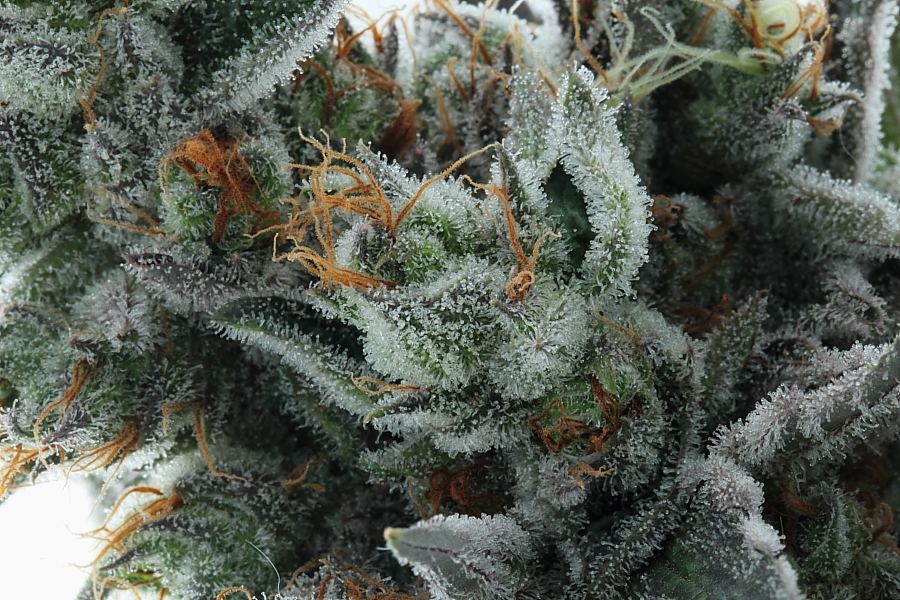TarantulaC0015