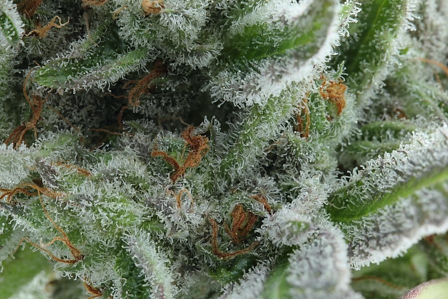 TarantulaC0021