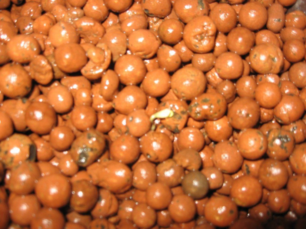 Tattoo kush grow 2