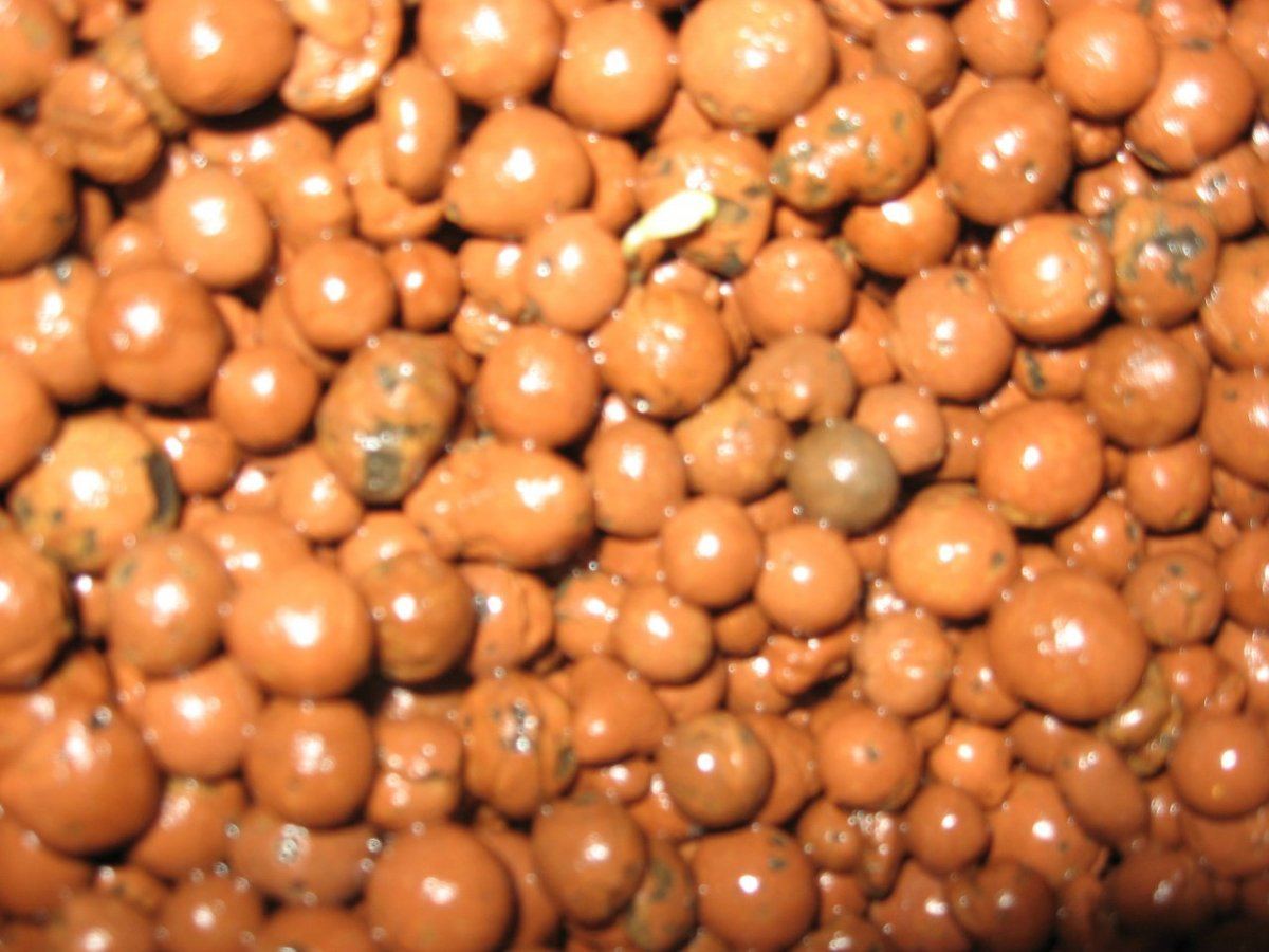 Tattoo kush grow