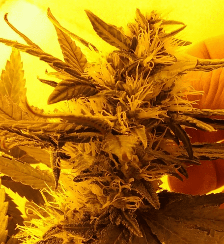 Tbhyperlemon37days619